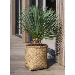Zayn Bamboo Planter -Indoor Plants Store Zayn Bamboo Planter Outdoor