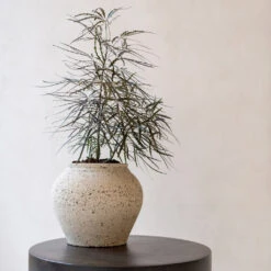 Zeus Mediterranean Planter - Chalk White -Indoor Plants Store Zeus Mediterranean Planter Chalk White Lifestyle 2