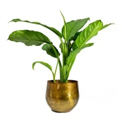 Aglaonema B.J. Freedman - Chinese Evergreen 22 Aglaonema B.J. Freedman - Chinese Evergreen -Indoor Plants Store ayka old camel Aglaonema B.J. Freedman Chinese Evergreen 562c9b3a 866d 45b0 988b c0144e179074