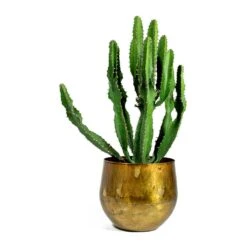 Euphorbia Triangularis -Indoor Plants Store ayka old camel Euphorbia triangularis