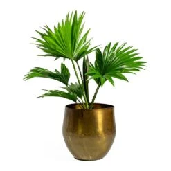 Livistona Rotundifolia - Footstool Palm -Indoor Plants Store ayka old camel Livistona rotundifolia Footstool Palm