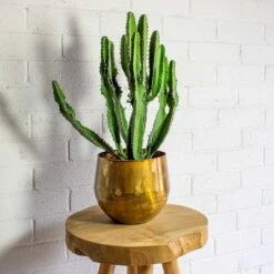 Euphorbia Triangularis -Indoor Plants Store ayka old camel set of 4 Euphorbia triangularis b0adb2fa 01d8 486c 8cfa 552e353d03dc