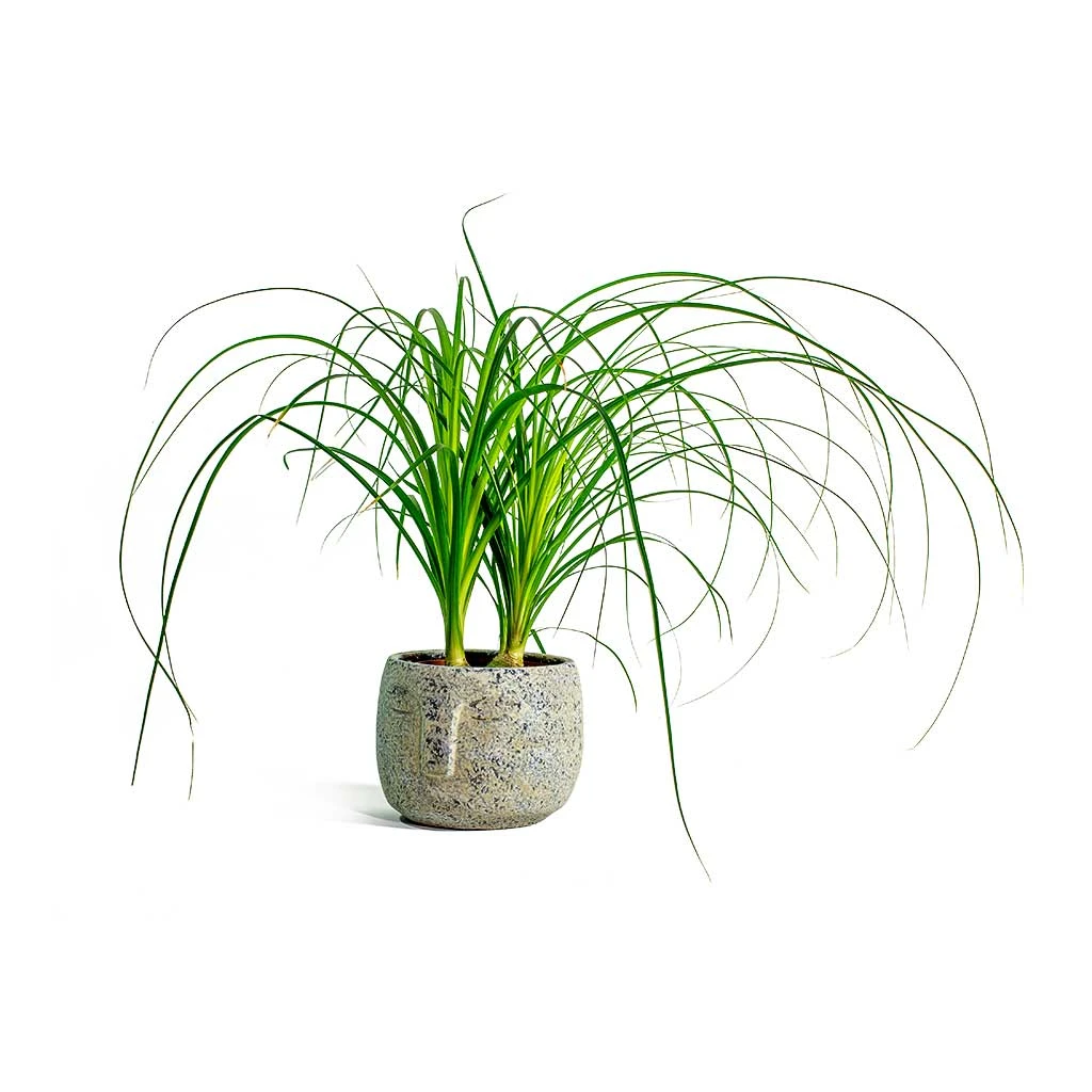 Beaucarnea - Pony Tail Palm - Head 11 Beaucarnea - Pony Tail Palm - Head - Image 9