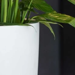 Ben Essentials Planter - Matt White 18 Ben Essentials Planter - Matt White -Indoor Plants Store ben indoor planter essential matte white close up
