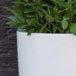 Ben Essentials Planter - Matt White 16 Ben Essentials Planter - Matt White -Indoor Plants Store ben planter essential matte white close up