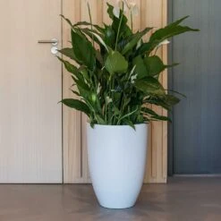 Ben Essentials Planter - Matt White 14 Ben Essentials Planter - Matt White -Indoor Plants Store ben planter essential matte white peace lilly