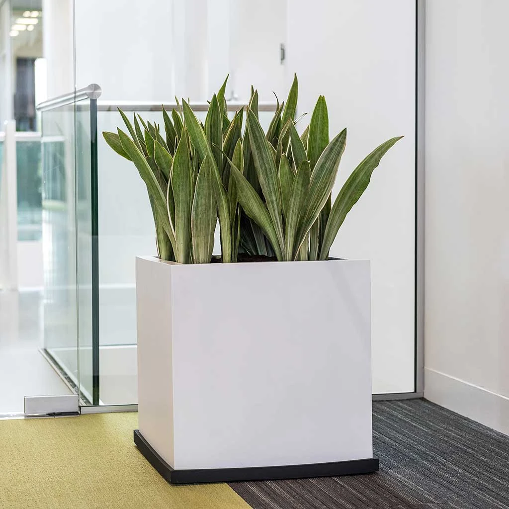 Block Essentials Planter - Matt White 4 Block Essentials Planter - Matt White - Image 2