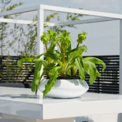 Tara Essentials Bowl Planter - Matt White -Indoor Plants Store essential glossy tara 1