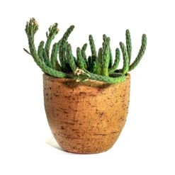 Euphorbia Flanaganii - Medusa Plant