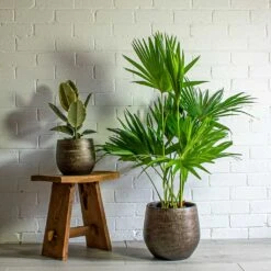 Livistona Rotundifolia - Footstool Palm -Indoor Plants Store ficus elastica tineke Livistona rotundifolia Footstool Palm Ryan Plant Pot Shiny Gold 13d8dc57 80b4 491b 9c4d d914bd78885a