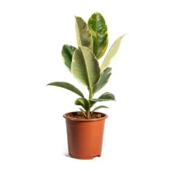 Ficus Elastica Tineke - Variegated Rubber Plant -Indoor Plants Store ficus elastica tineke plant 17cm