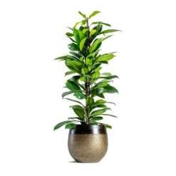 Mya Plant Pot - Deep Champagne 23 Mya Plant Pot - Deep Champagne -Indoor Plants Store mya deep champagne plant pot Ficus cyathistipula African Fig