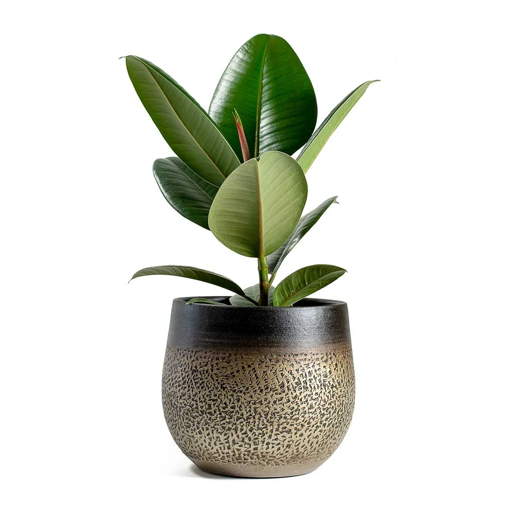 Mya Plant Pot - Deep Champagne 12 Mya Plant Pot - Deep Champagne - Image 10