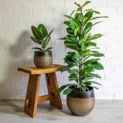 Mya Plant Pot - Deep Champagne 19 Mya Plant Pot - Deep Champagne -Indoor Plants Store mya deep champagne plant pot Ficus elastica Robusta african fig