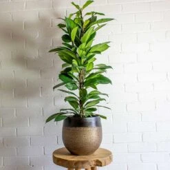 Mya Plant Pot - Deep Champagne 28 Mya Plant Pot - Deep Champagne -Indoor Plants Store mya deep champagne plant pot african fig