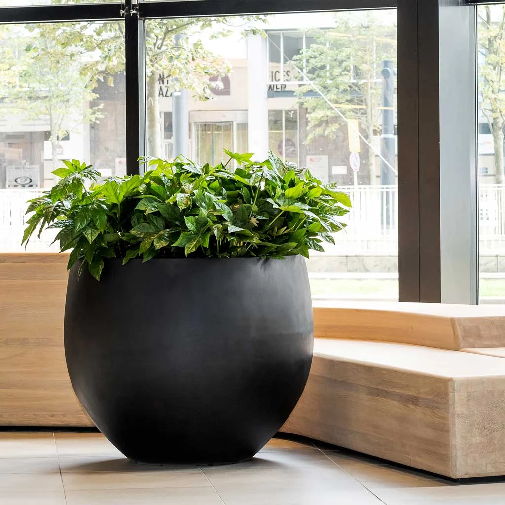 Jumbo Orb Natural Orb Planter - Black 4 Jumbo Orb Natural Orb Planter - Black - Image 2