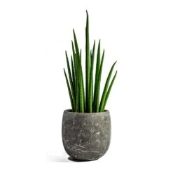 Sansevieria Bacularis Mikado - Snake Plant -Indoor Plants Store sansevieria bacularis mikado amber earth plant pot 9fc449de c2ad 4deb 9d7b 4755551167a0