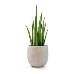 Sansevieria Bacularis Mikado - Snake Plant -Indoor Plants Store sansevieria bacularis mikado amber grey plant pot