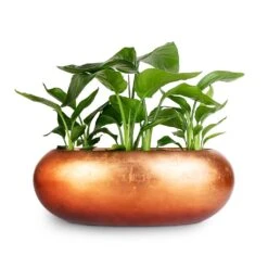 Metallic Boat Planter - Matt Copper -Indoor Plants Store strelitzia combo Metallic Boat Planter Matt Copper 56x23x20cm