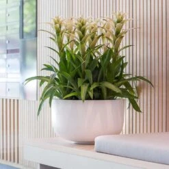 Sunny Essentials Bowl Planter - Matt White 11 Sunny Essentials Bowl Planter - Matt White -Indoor Plants Store sunny bowl planter essential matte white office plants