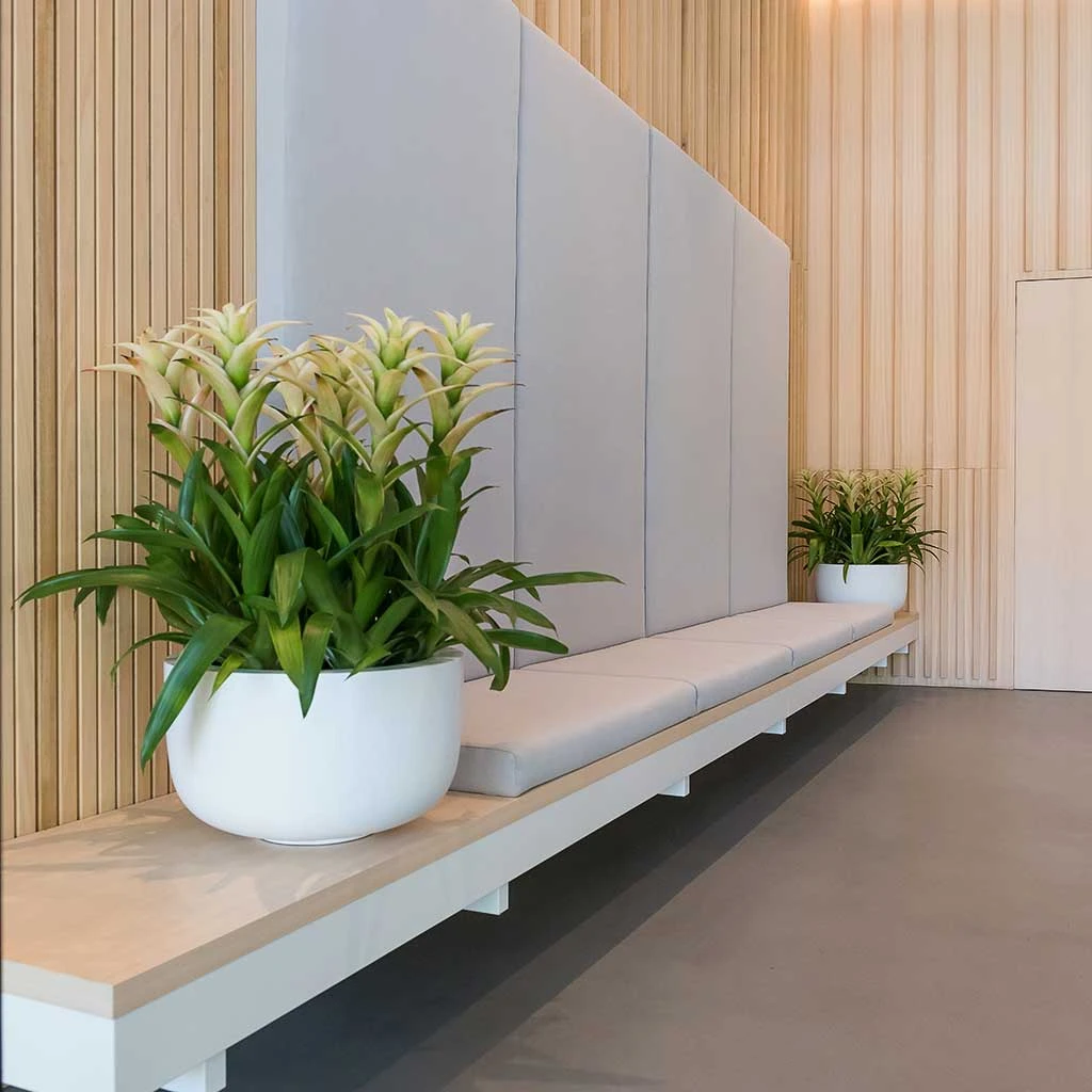 Sunny Essentials Bowl Planter - Matt White 7 Sunny Essentials Bowl Planter - Matt White - Image 5