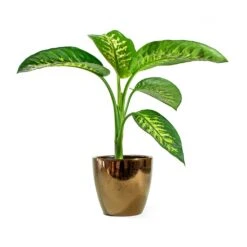 Dieffenbachia Seguine Tropic Snow - Dumb Cane -Indoor Plants Store sven gold Dieffenbachia seguine Tropic Snow Dumb Cane d393cd03 c50a 4310 a048 645086675956