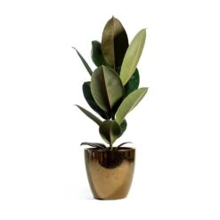 Ficus Elastica Abidjan - Burgundy Rubber Plant 30 Ficus Elastica Abidjan - Burgundy Rubber Plant -Indoor Plants Store sven gold Ficus elastica Abidjan Rubber Plant eeefde7c a0a4 4859 a9bc ef58892ffc95